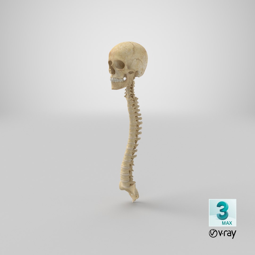 human spine bones skull 3D model https://p.turbosquid.com/ts-thumb/7R/6cPDYl/uA/stemcell_max_vray_render/png/1626101104/1920x1080/fit_q87/31728a0ed4310390d325fcbf83f25ecae6a6df12/stemcell_max_vray_render.jpg