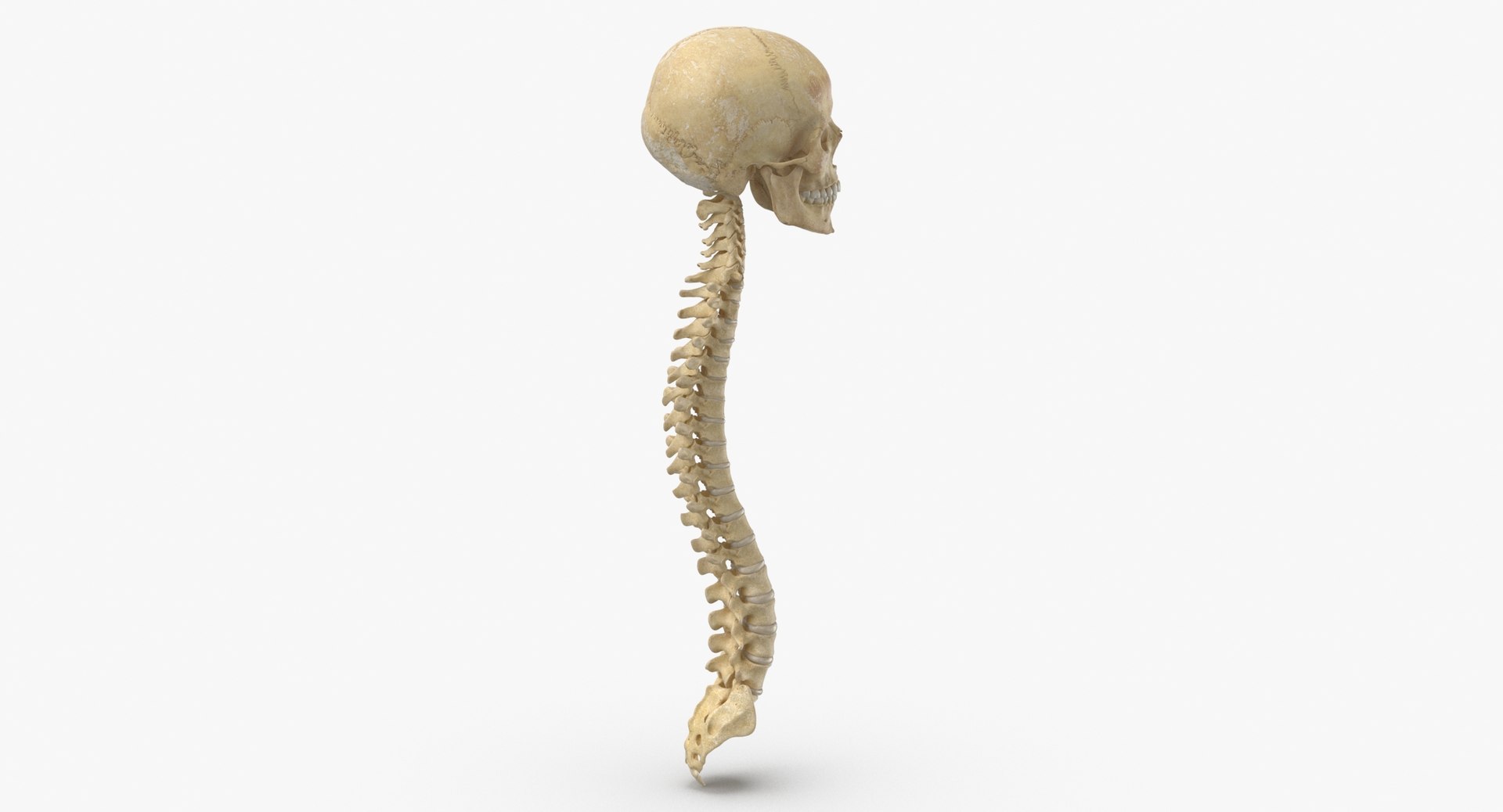 human spine bones skull 3D model https://p.turbosquid.com/ts-thumb/7R/6cPDYl/z8/human_spine_bones_skull_and_jaw_anatomy_with_intervertibral_disks_01_thumbnail_0003/jpg/1606650057/1920x1080/fit_q87/dc41b1583a1584707a2f89c01819fbf758097d19/human_spine_bones_skull_and_jaw_anatomy_with_intervertibral_disks_01_thumbnail_0003.jpg