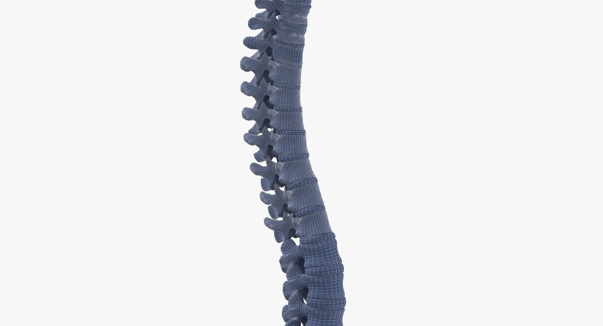 human spine bones skull 3D model https://p.turbosquid.com/ts-thumb/7R/6cPDYl/zW/human_spine_bones_skull_and_jaw_anatomy_with_intervertibral_disks_01_wireframe_0006/jpg/1606650260/1920x1080/fit_q87/a6e6d9989e0285cb0a0a3a1c2df03971626cf8d8/human_spine_bones_skull_and_jaw_anatomy_with_intervertibral_disks_01_wireframe_0006.jpg