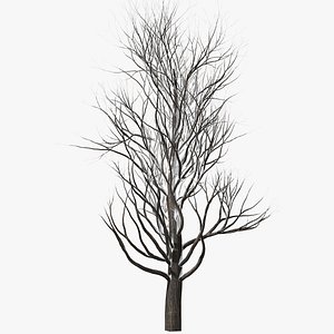 3D model Winter tree