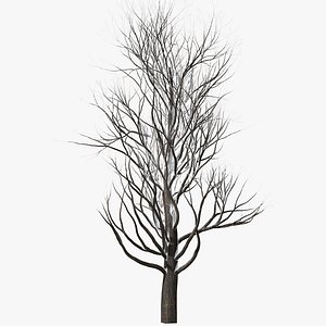 Winter tree