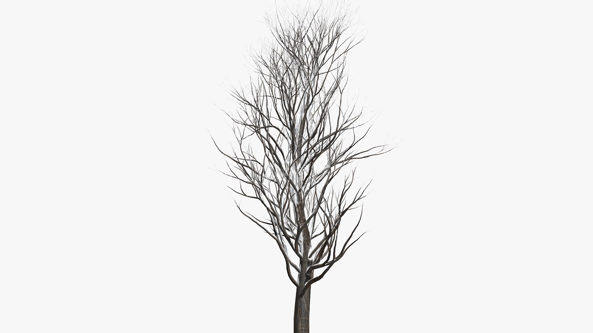 3D Model Winter Tree - TurboSquid 1836976
