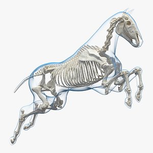 3D model jumping horse envelope skeleton