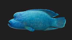 Wrasse 3D