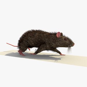 3d brown mouse rat walking model