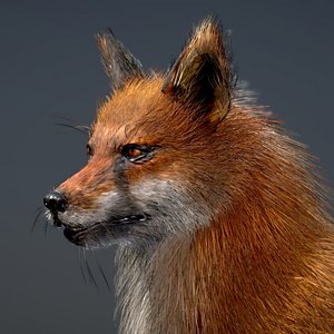 Red Fox