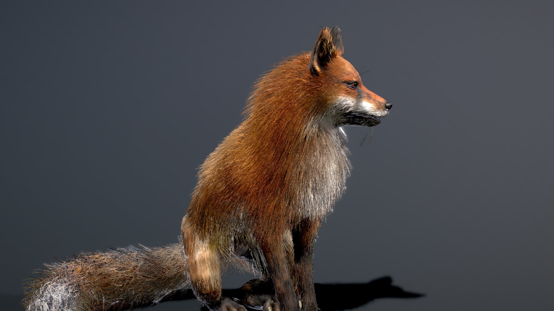 Red Fox 3D model https://p.turbosquid.com/ts-thumb/7R/Y0xwKa/xe/preview1/jpg/1758294216/1920x1080/fit_q87/4b78559f96b1acd740f06f5f6dafbfd9df461284/preview1.jpg