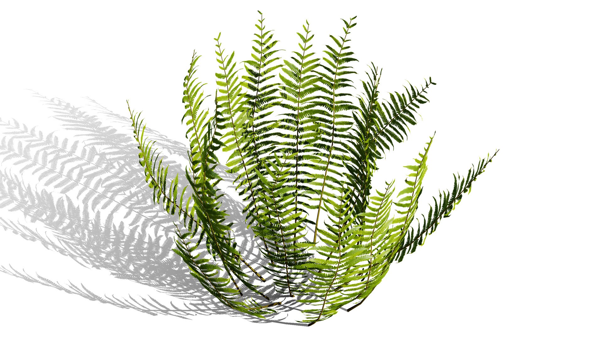 The Deep Forest Undergrowth Pack 3D model https://p.turbosquid.com/ts-thumb/7R/ybaE0f/1L/dryopterisfilixmas056l/jpg/1776200578/1920x1080/fit_q87/b6535e26fcadfc95d6f5c253c53fb11c9aa652ee/dryopterisfilixmas056l.jpg