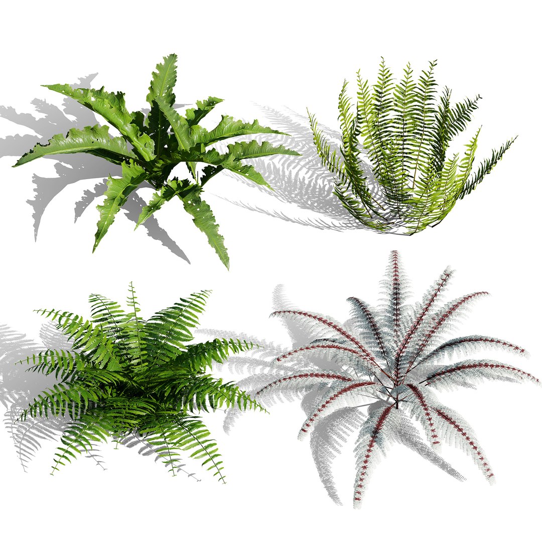 The Deep Forest Undergrowth Pack 3D model https://p.turbosquid.com/ts-thumb/7R/ybaE0f/Dq/0000coveraspleniumscolopendrium/jpg/1776200575/1920x1080/fit_q87/54ff3991b3d7613015517edc83d6e8708c0d02d9/0000coveraspleniumscolopendrium.jpg