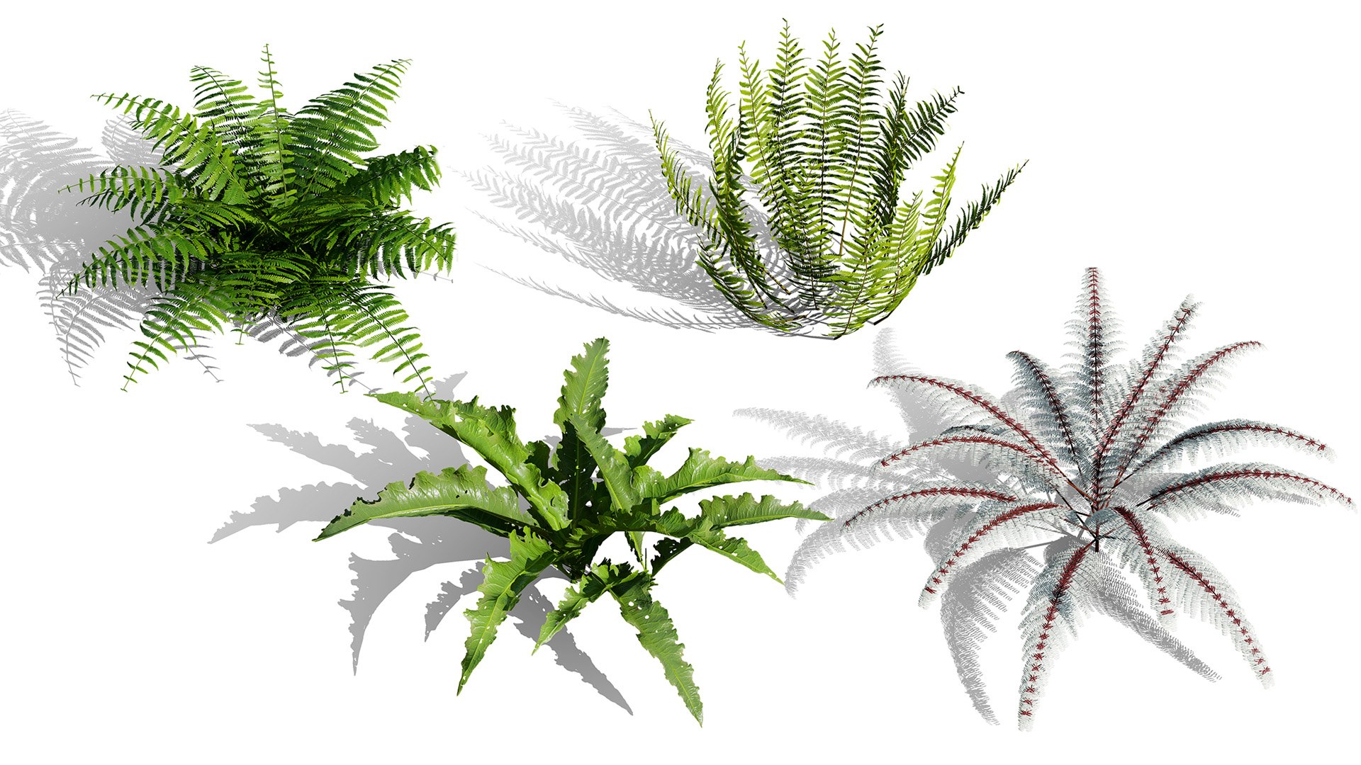 The Deep Forest Undergrowth Pack 3D model https://p.turbosquid.com/ts-thumb/7R/ybaE0f/Hh/00artcoveraspleniumscolopendrium/jpg/1776200575/1920x1080/fit_q87/5e7ebc480d61056ebab3dd77e901b9f2007687c7/00artcoveraspleniumscolopendrium.jpg