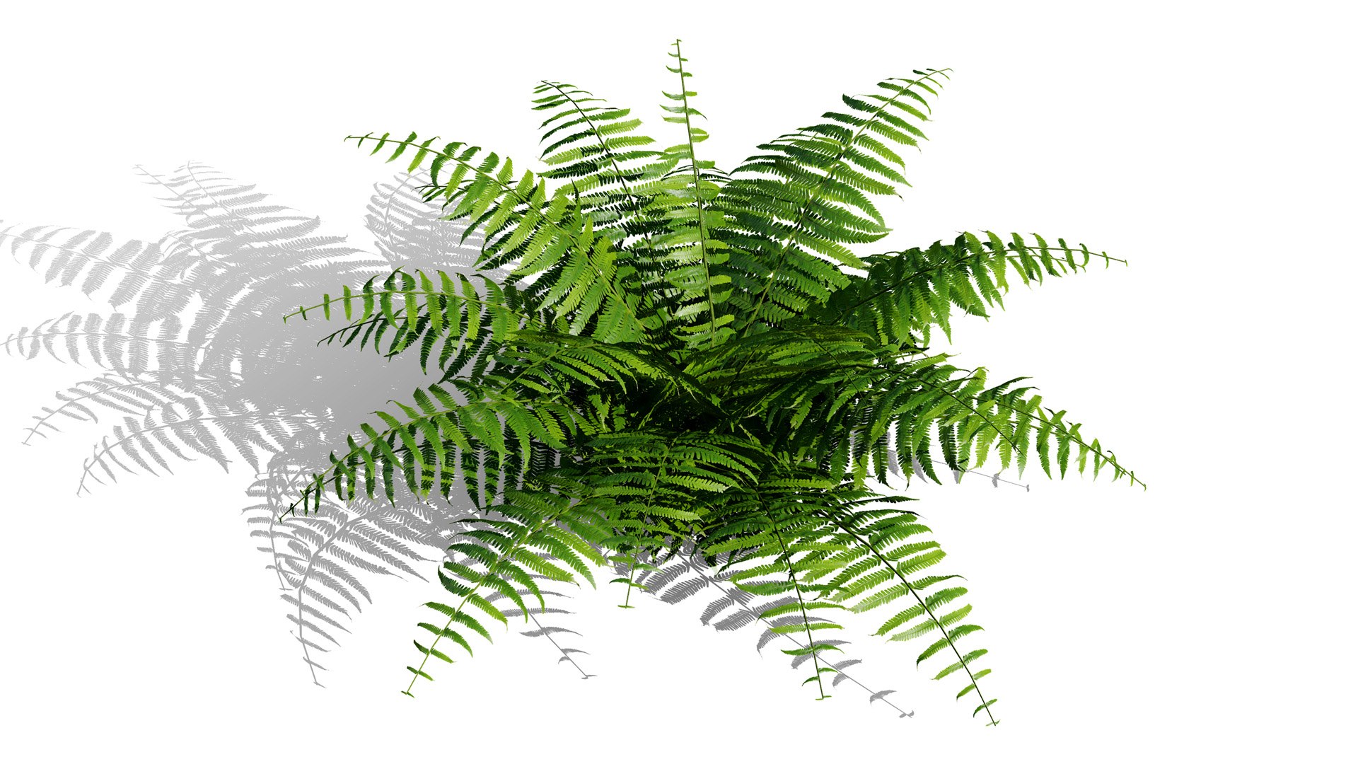 The Deep Forest Undergrowth Pack 3D model https://p.turbosquid.com/ts-thumb/7R/ybaE0f/N2/polystichumsetiferuml/jpg/1776200579/1920x1080/fit_q87/0876aae30d9dac02b25d21fba4c04bb4229cd584/polystichumsetiferuml.jpg