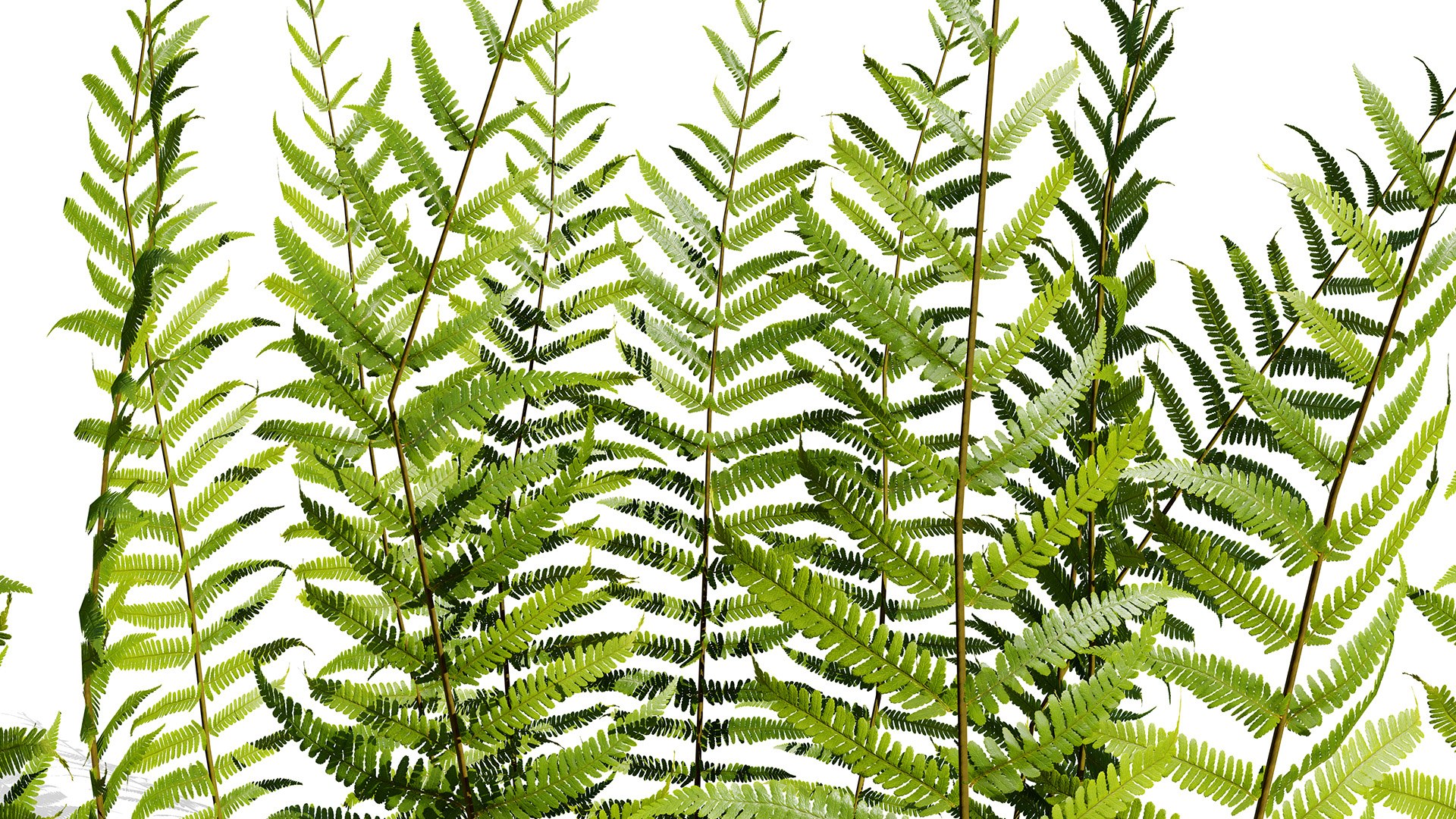 The Deep Forest Undergrowth Pack 3D model https://p.turbosquid.com/ts-thumb/7R/ybaE0f/VG/dryopterisfilixmasz32l/jpg/1776200579/1920x1080/fit_q87/ab14646339d4592169ff3e51d10fbd3f24804986/dryopterisfilixmasz32l.jpg