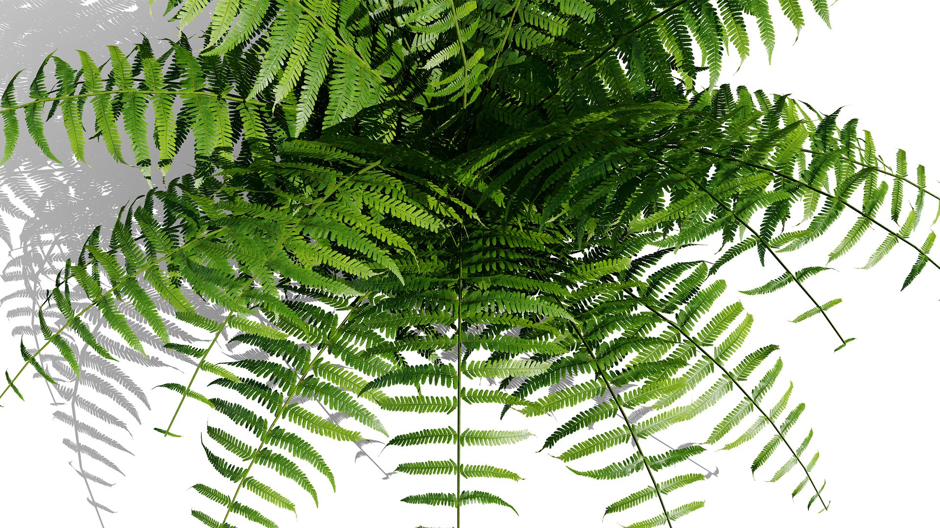 The Deep Forest Undergrowth Pack 3D model https://p.turbosquid.com/ts-thumb/7R/ybaE0f/WC/polystichumsetiferumz32l/jpg/1776200580/1920x1080/fit_q87/236756021190ced51e599e7ff3fc8c6352a3de8a/polystichumsetiferumz32l.jpg