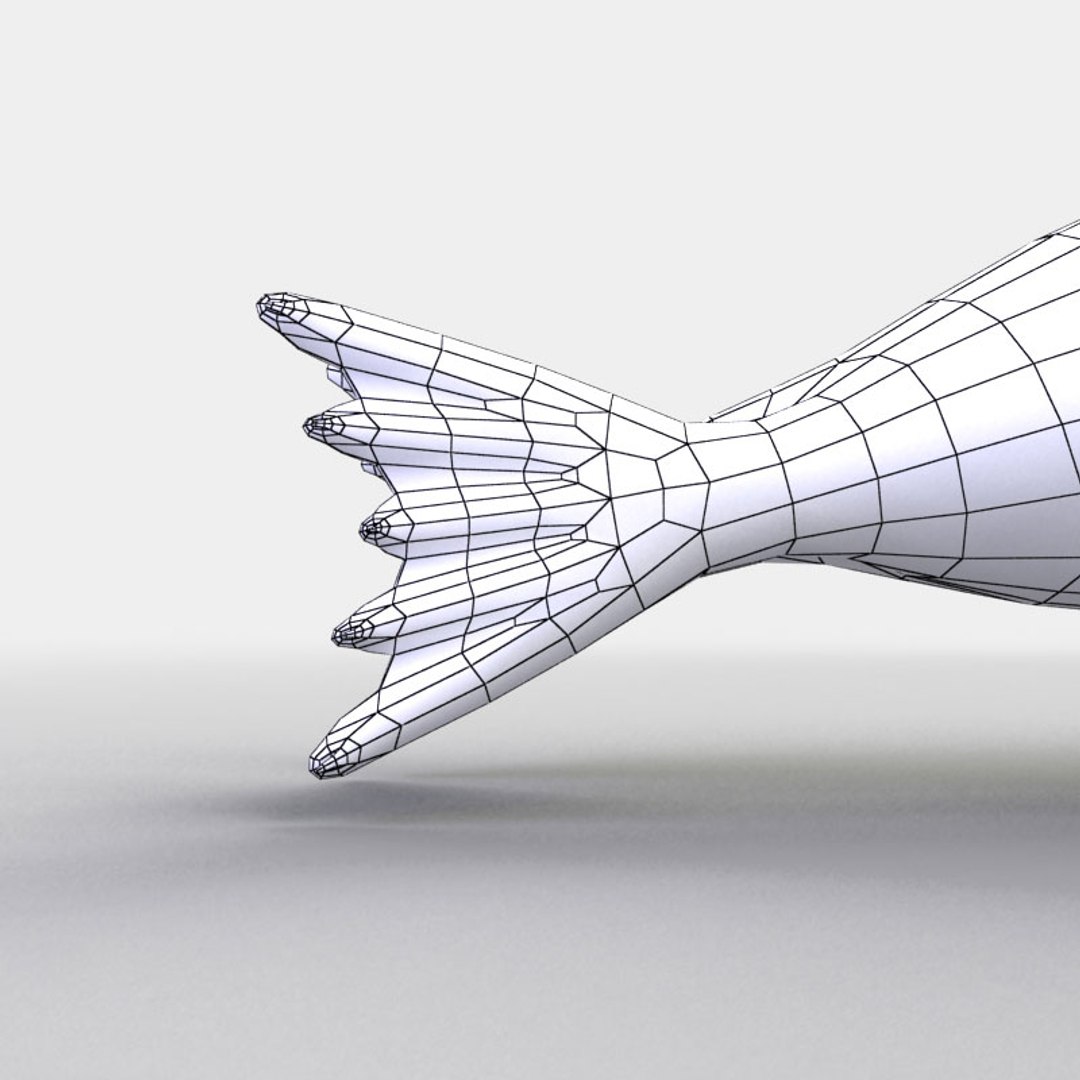 3d Hawaiian Monk Seal