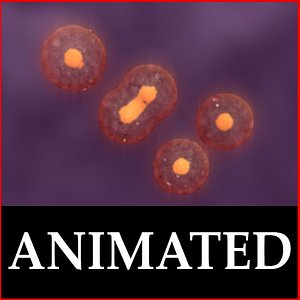 cell duplication 3d model