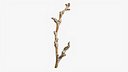 Scanned Sprig 14 StemCell