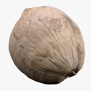 Coconut Fruit 3D model