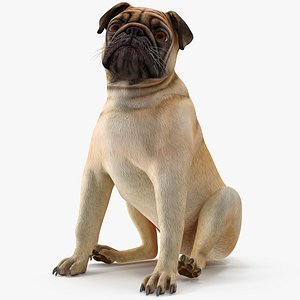 pug dog sitting pose 3D model