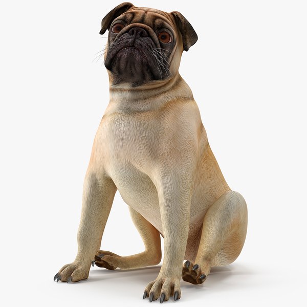 pugdogsittingpose3dsmodel000.jpg