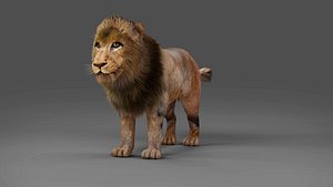 Fur Lion NO Rigged in Blender model
