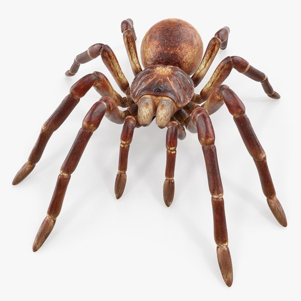 Goliath birdeater fur rigged 3D model - TurboSquid 1258130