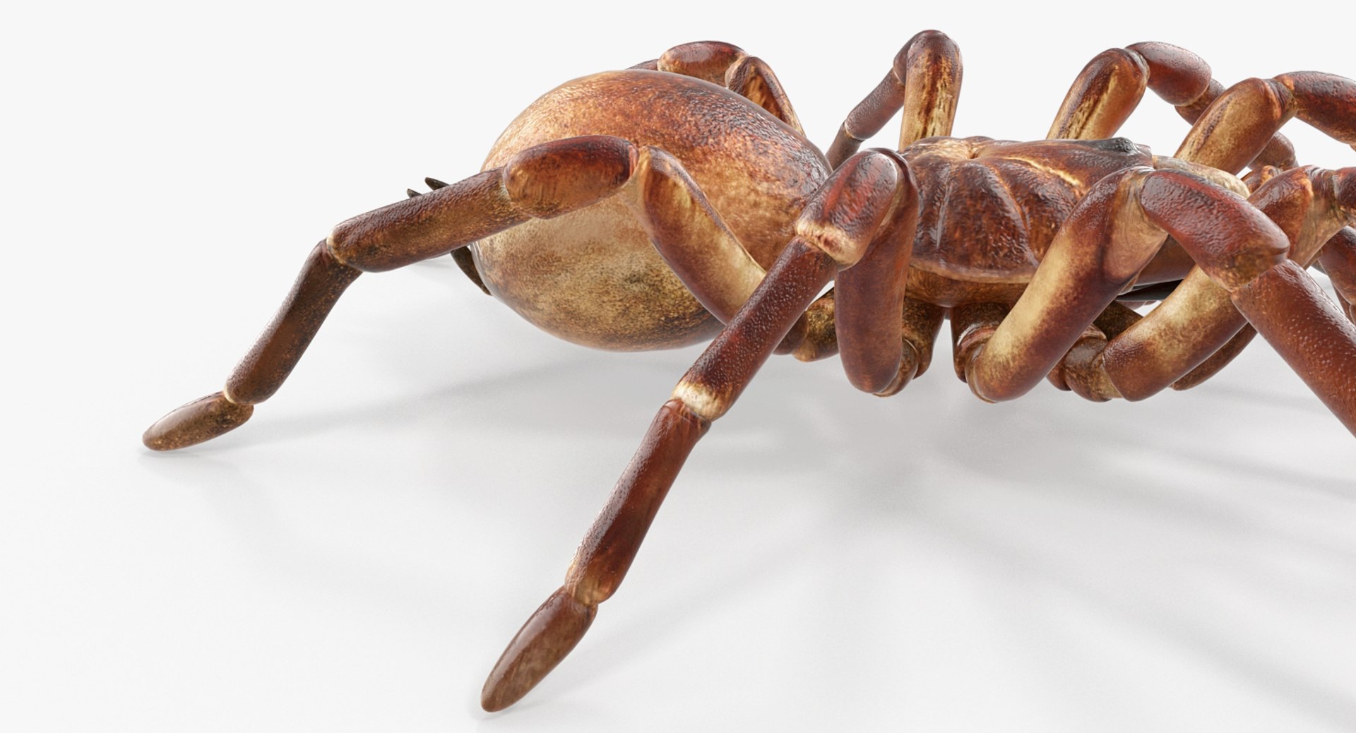 3D goliath birdeater model - TurboSquid 1258128