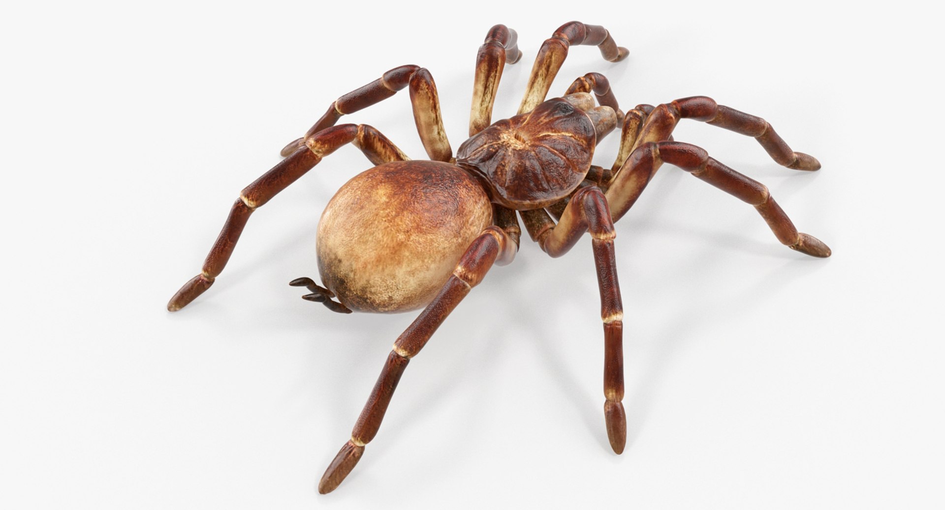 3D goliath birdeater model - TurboSquid 1258128