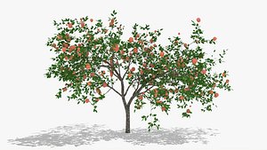 diospyros fruits hight 3D model