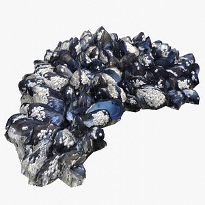 Mussels 2