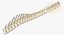 Animal Spine Vertebrae Bones 2 3D Model