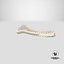 Animal Spine Vertebrae Bones 2 3D Model