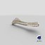 Animal Spine Vertebrae Bones 2 3D Model