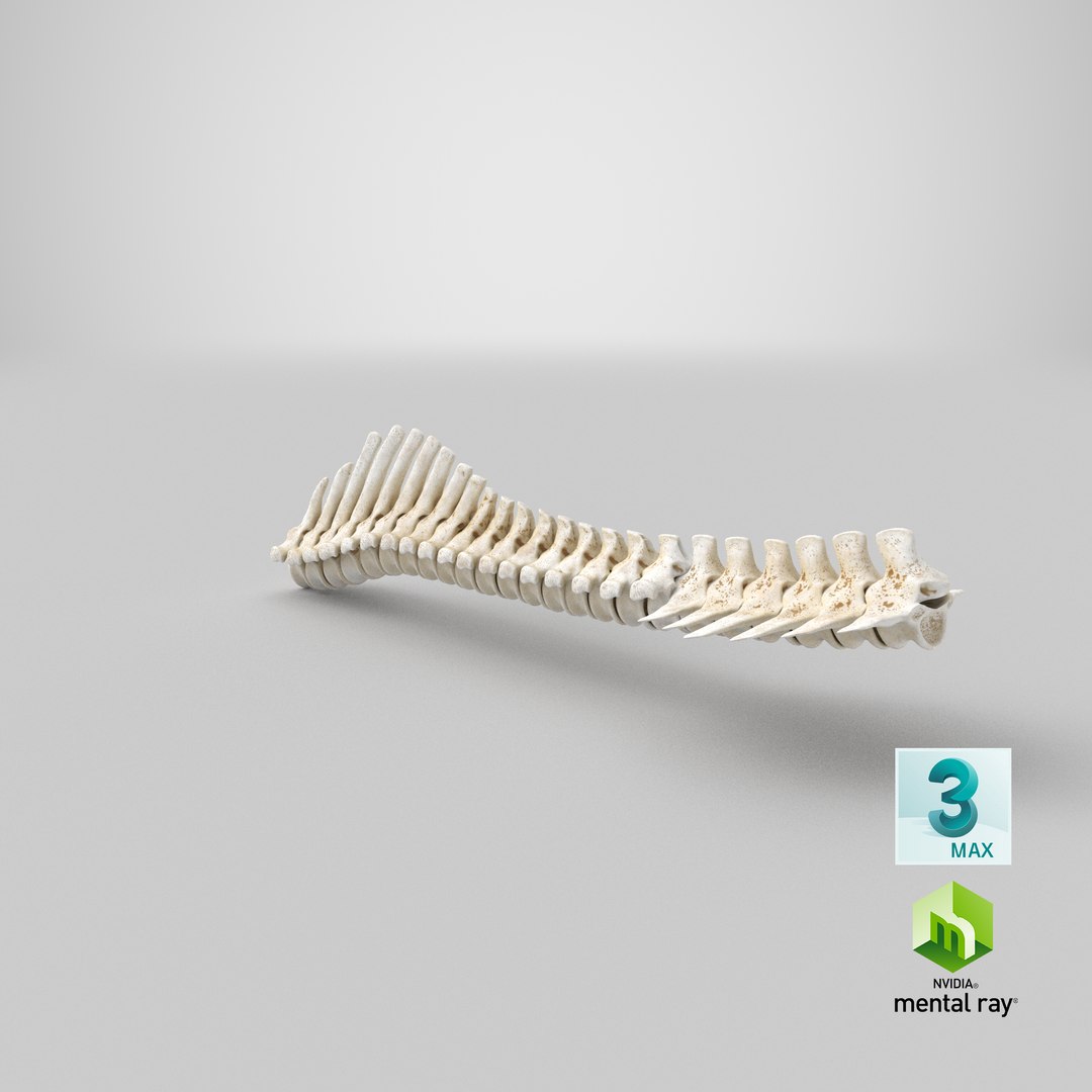 3D animal spine vertebrae bones https://p.turbosquid.com/ts-thumb/7S/ctO9MI/QJ/stemcell_max_mental_ray_render/png/1650268187/1920x1080/fit_q87/6952c78a507db050e0fcbc8bef1387cba938eb70/stemcell_max_mental_ray_render.jpg