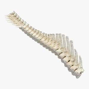 Animal Spine Vertebrae Bones 2 3D Model