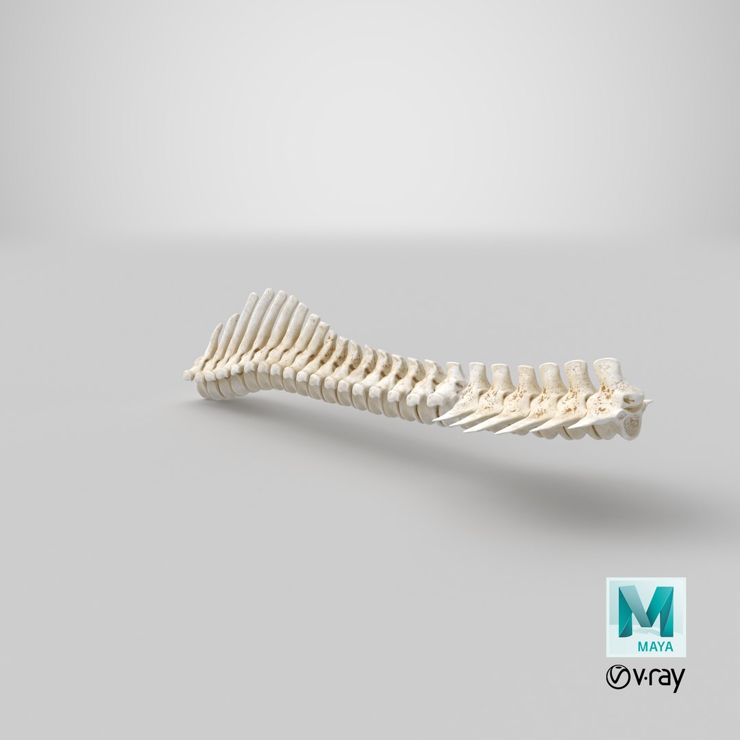3D animal spine vertebrae bones https://p.turbosquid.com/ts-thumb/7S/ctO9MI/Vn/stemcell_maya_vray_render/png/1650268194/1920x1080/fit_q87/887982e7a58122a03092fbd4c5812127c1546514/stemcell_maya_vray_render.jpg