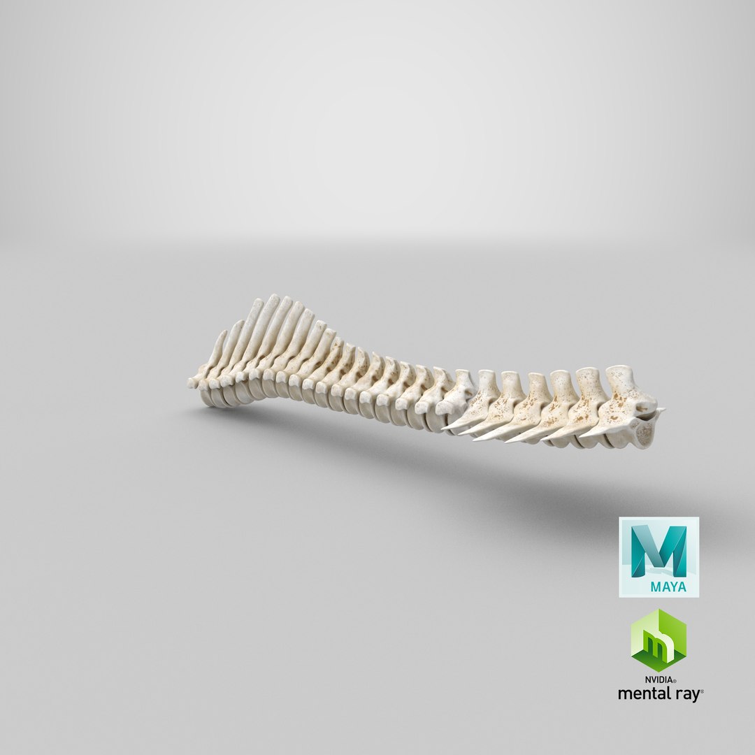 3D animal spine vertebrae bones https://p.turbosquid.com/ts-thumb/7S/ctO9MI/Vx/stemcell_maya_mental_ray_render/png/1650268192/1920x1080/fit_q87/14dae79d0b18922bd17a836dfe81d9e659ce96dd/stemcell_maya_mental_ray_render.jpg