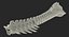 Animal Spine Vertebrae Bones 2 3D Model