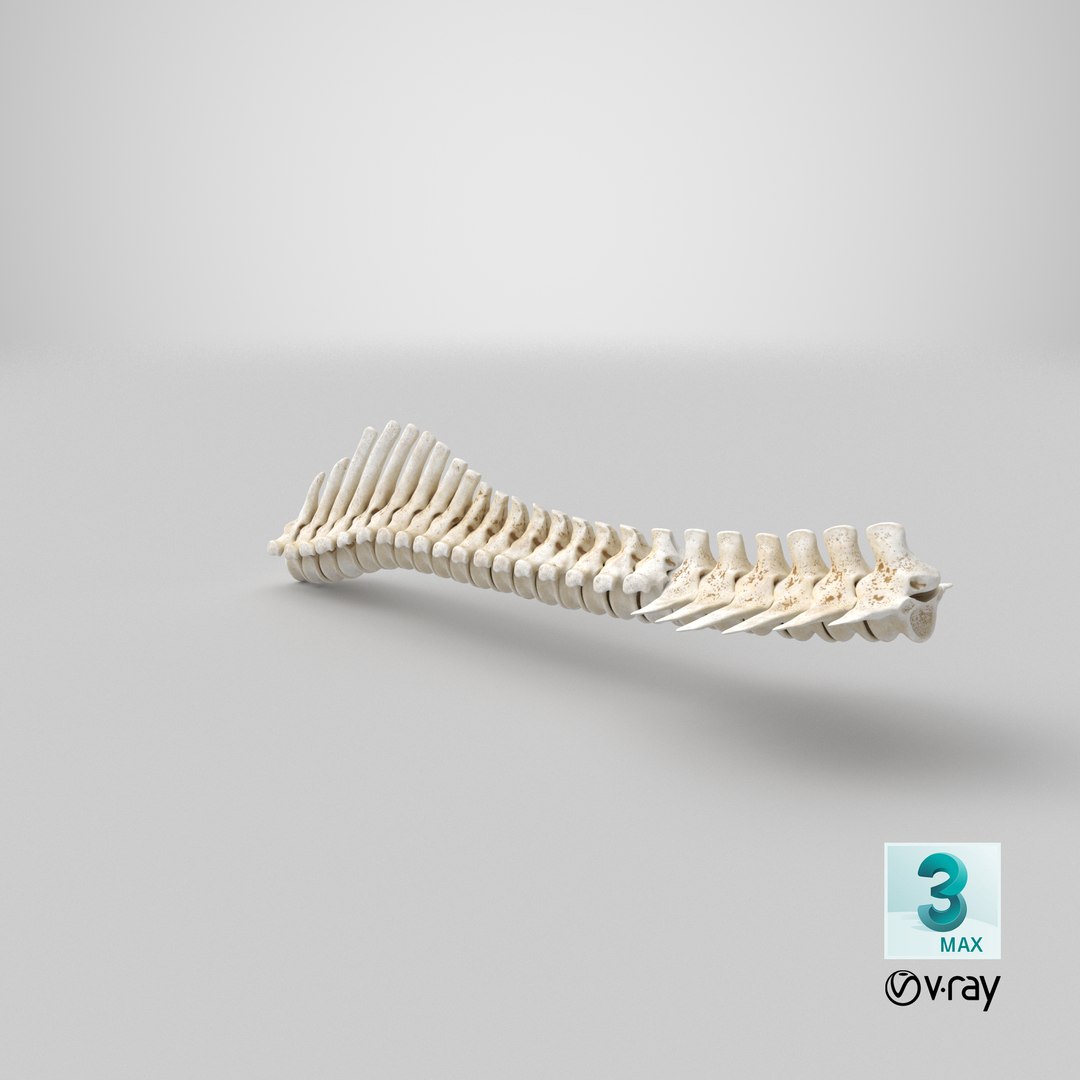 3D animal spine vertebrae bones https://p.turbosquid.com/ts-thumb/7S/ctO9MI/gN/stemcell_max_vray_render/png/1650268189/1920x1080/fit_q87/2bd5889df72312dd0c8567afb44ead3da3aed80b/stemcell_max_vray_render.jpg