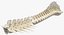 Animal Spine Vertebrae Bones 2 3D Model