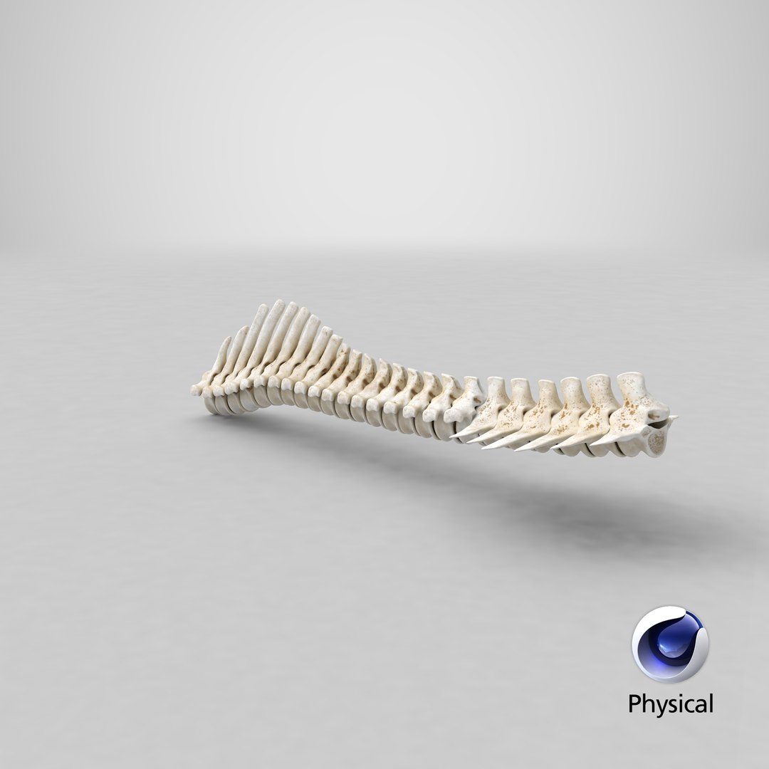 3D animal spine vertebrae bones https://p.turbosquid.com/ts-thumb/7S/ctO9MI/kN/stemcell_cinema_4d_physical_render/png/1650268180/1920x1080/fit_q87/b5d05247d417ec3537725544c8342a2a1f669c0d/stemcell_cinema_4d_physical_render.jpg