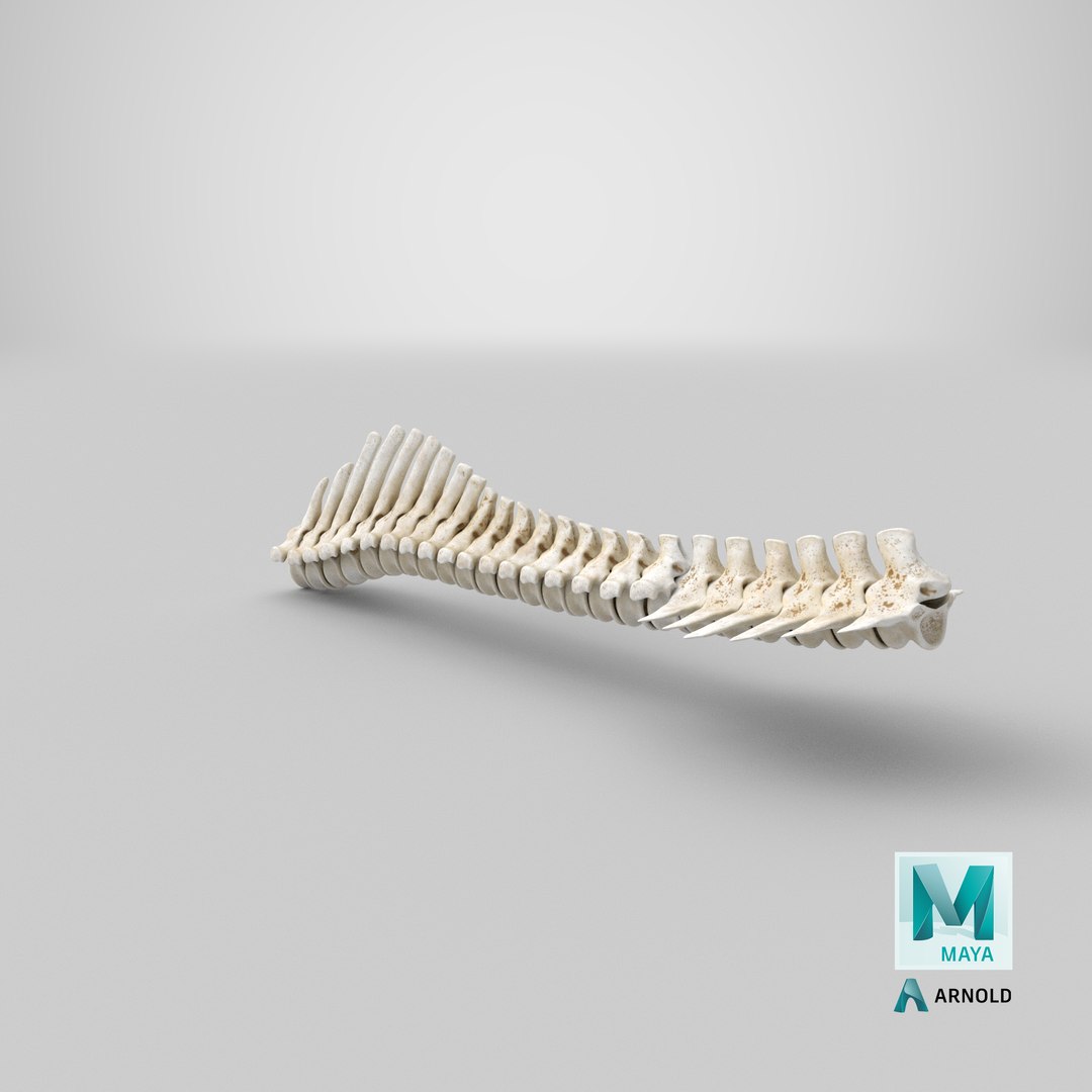 3D animal spine vertebrae bones https://p.turbosquid.com/ts-thumb/7S/ctO9MI/lu/stemcell_maya_arnold_render/png/1650268191/1920x1080/fit_q87/ae77a9fa59f0cd6c9cf27b53ea32d448a8dc85ff/stemcell_maya_arnold_render.jpg