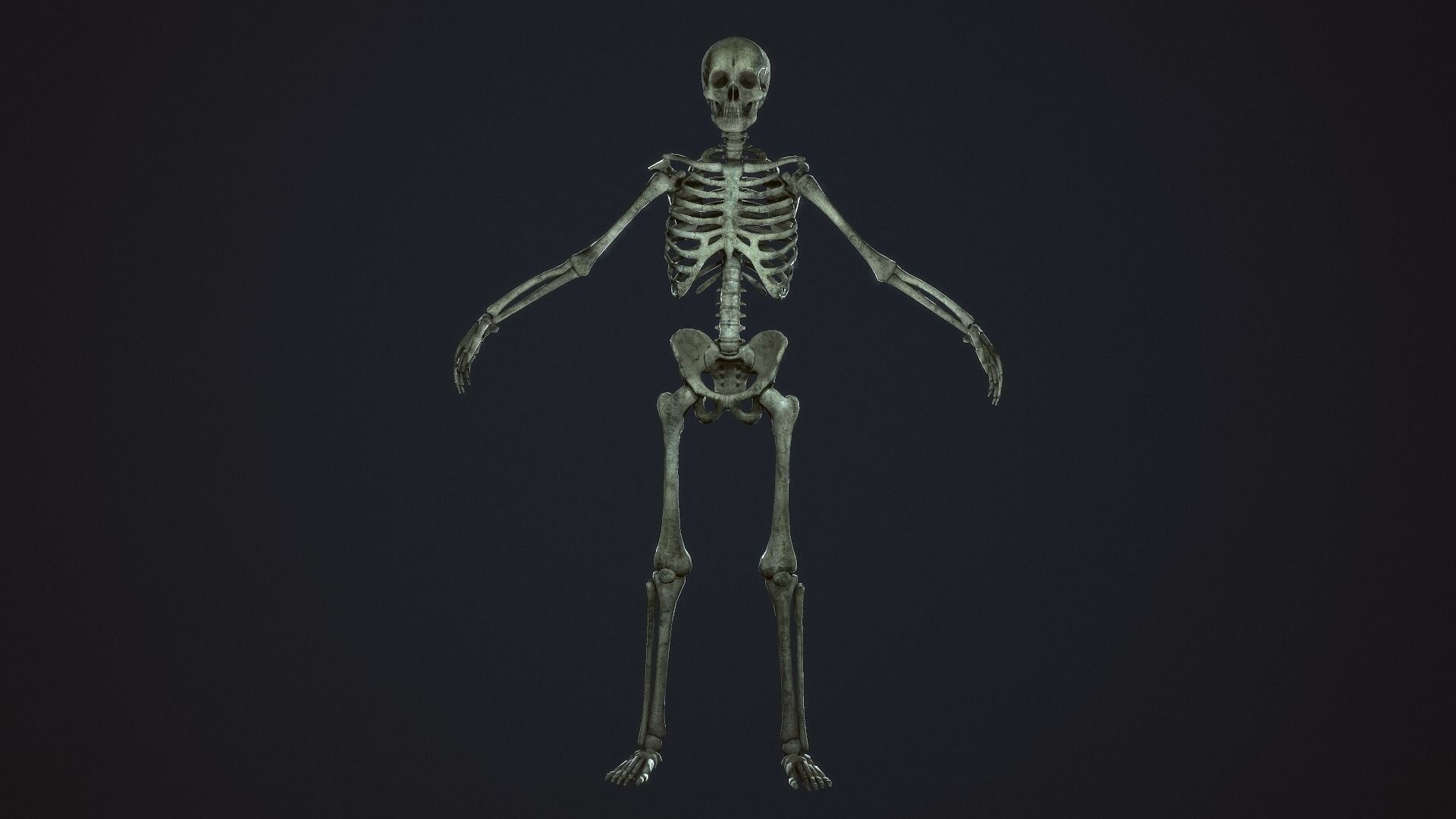 3D Skeleton Warrior https://p.turbosquid.com/ts-thumb/7S/hopBgP/Ez/skeletonwarriorgameready3dmodellowpolyriggedfbxmaunitypackageuassetspp18/jpg/1638703088/1920x1080/fit_q87/cada872cd2fcebfd7e3b69776d1fc7d88d01816a/skeletonwarriorgameready3dmodellowpolyriggedfbxmaunitypackageuassetspp18.jpg