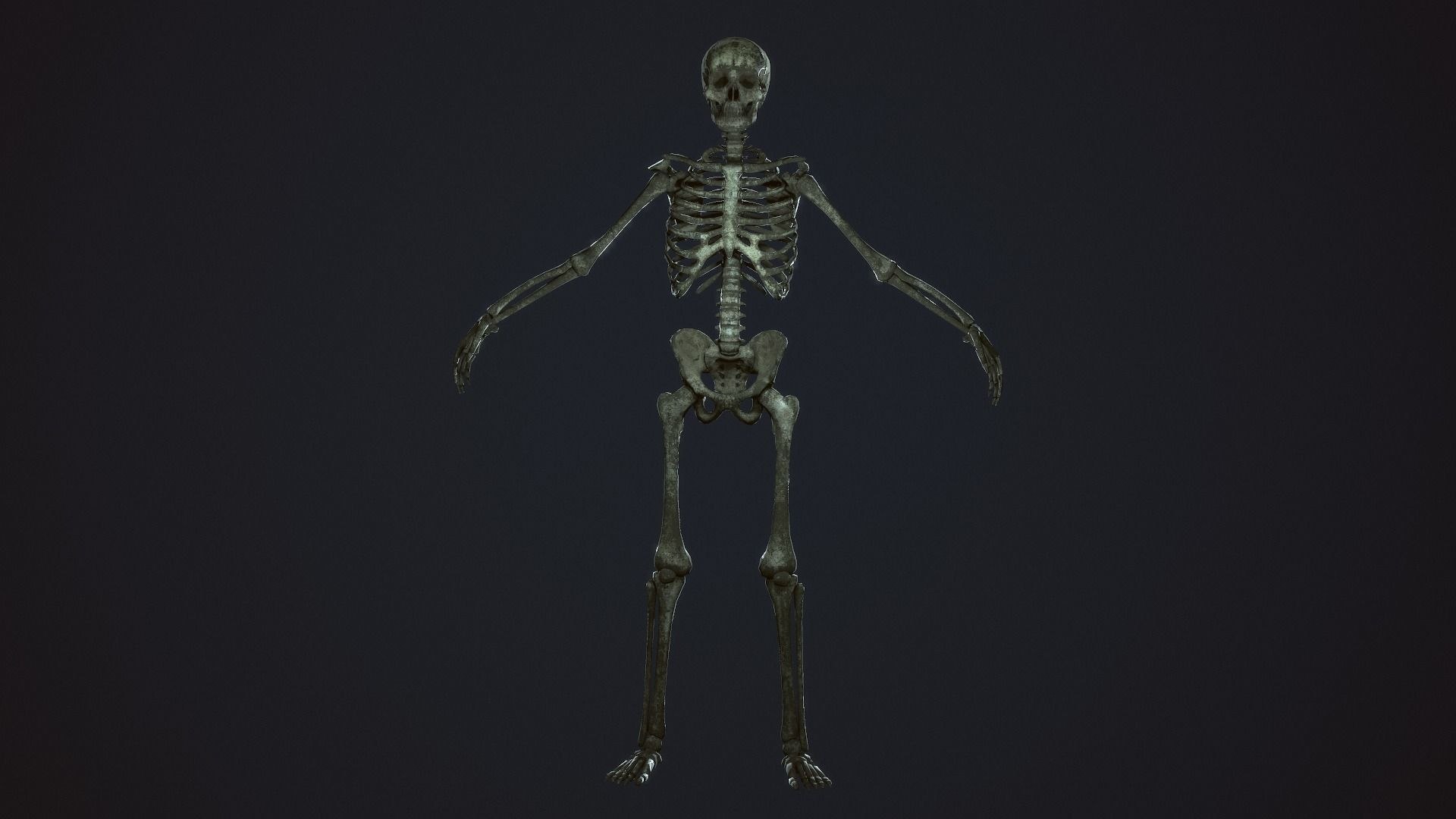 3D Skeleton Warrior https://p.turbosquid.com/ts-thumb/7S/hopBgP/MR/skeletonwarriorgameready3dmodellowpolyriggedfbxmaunitypackageuassetspp20/jpg/1638703089/1920x1080/fit_q87/e8b05fa3e95c5848f84d9fcf42a580194468cbd1/skeletonwarriorgameready3dmodellowpolyriggedfbxmaunitypackageuassetspp20.jpg