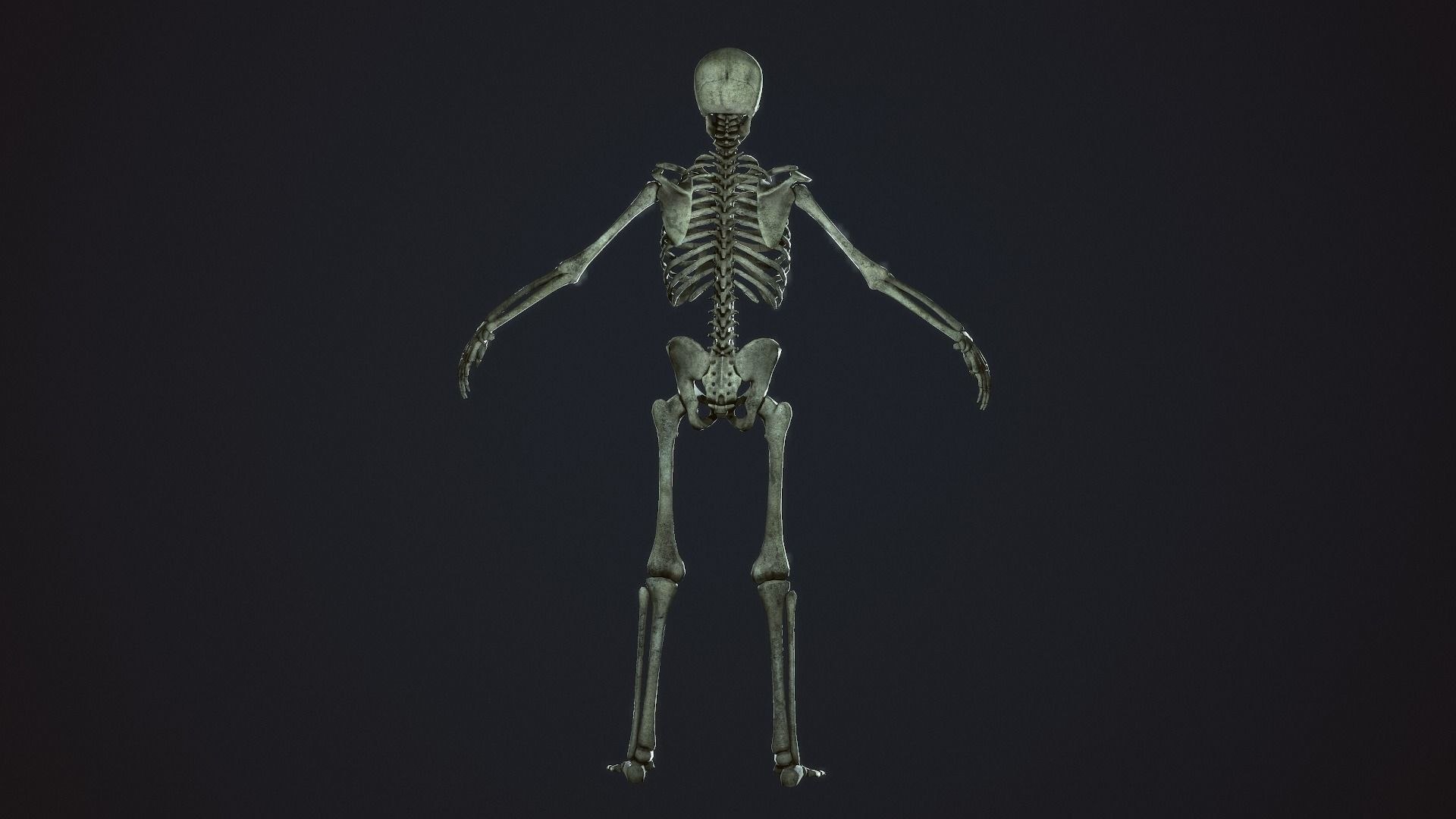 3D Skeleton Warrior https://p.turbosquid.com/ts-thumb/7S/hopBgP/qB/skeletonwarriorgameready3dmodellowpolyriggedfbxmaunitypackageuassetspp4/jpg/1638703084/1920x1080/fit_q87/5c706f85a1cc58c3b63634080ccda7a5c5a3d12f/skeletonwarriorgameready3dmodellowpolyriggedfbxmaunitypackageuassetspp4.jpg