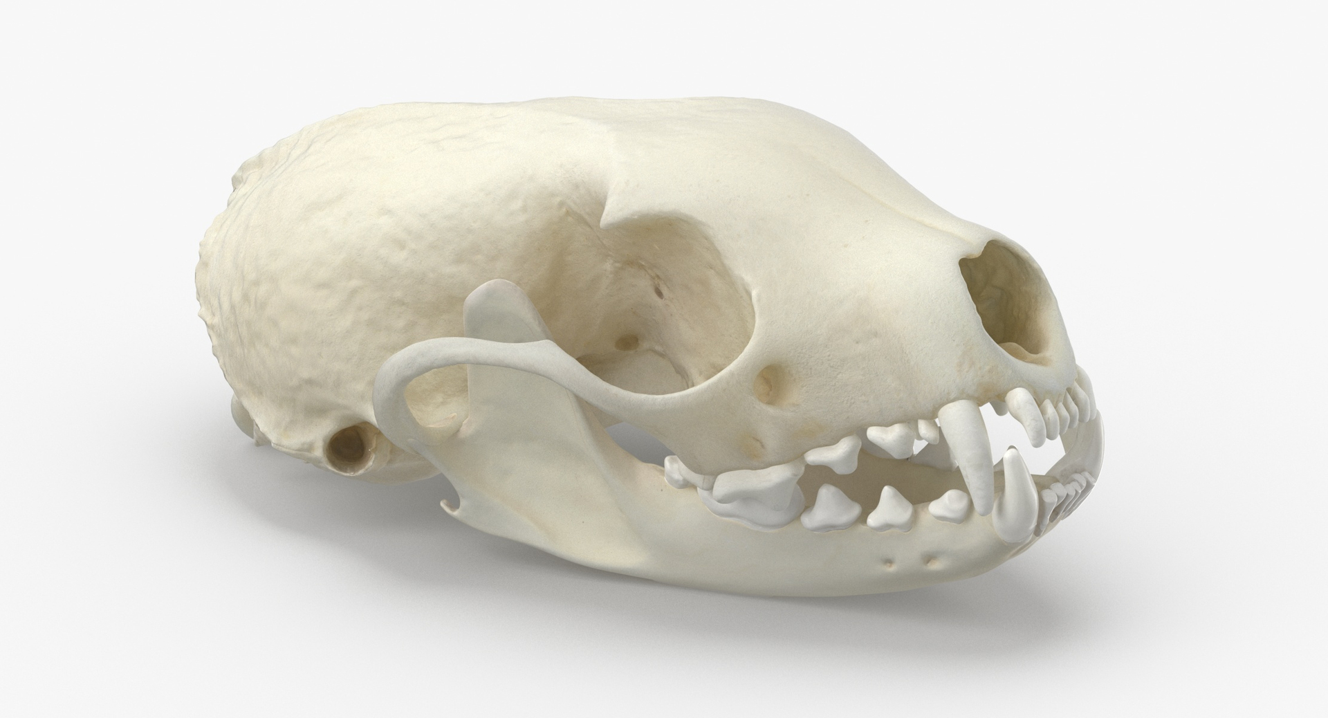 white breasted marten skull model https://p.turbosquid.com/ts-thumb/7S/nH8dhn/549lKFEQ/0000/jpg/1591008038/1920x1080/turn_fit_q99/85500263ce69f7aac453f4e11447fd5f8be2fa41/0000-1.jpg