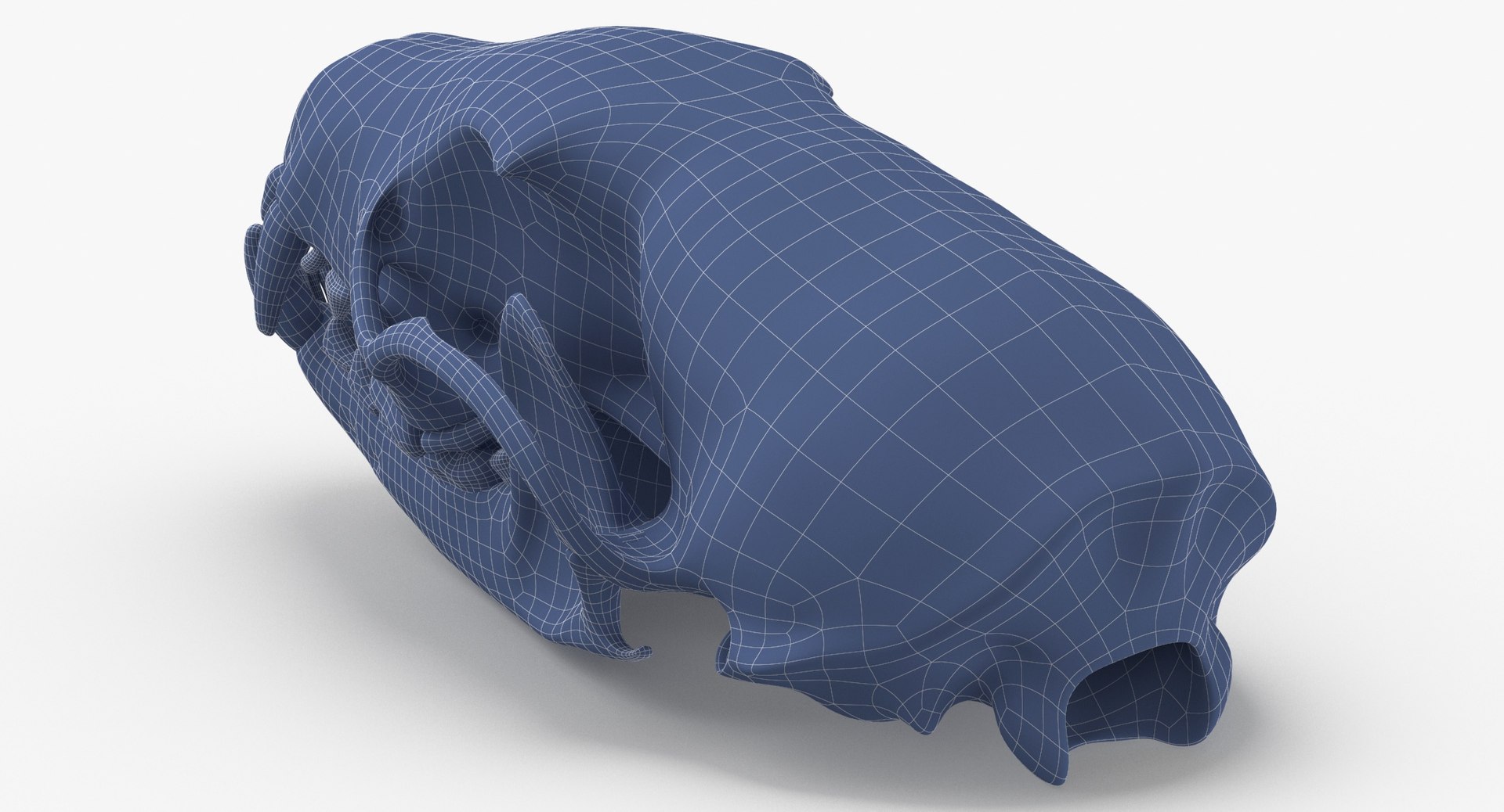 white breasted marten skull model https://p.turbosquid.com/ts-thumb/7S/nH8dhn/J7ahSmIK/white_breasted_marten_skull_and_jaw_01_wireframe_0005/jpg/1591007980/1920x1080/fit_q87/5ba6cdb19b32b617d9b35f4f7101178119f87f3b/white_breasted_marten_skull_and_jaw_01_wireframe_0005.jpg