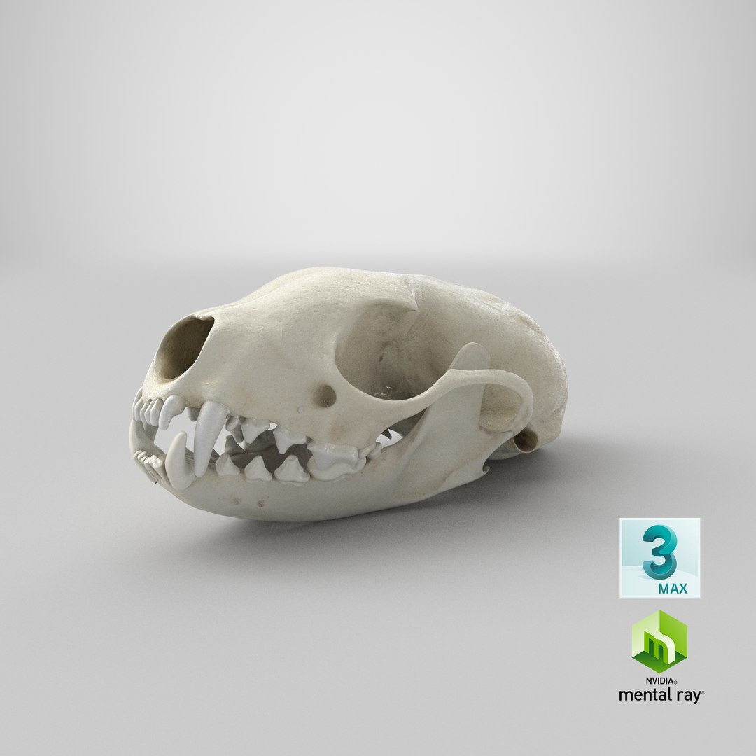 white breasted marten skull model https://p.turbosquid.com/ts-thumb/7S/nH8dhn/kbEwUV3d/stemcell_max_mental_ray_render/png/1591369435/1920x1080/fit_q87/e62084861425da8ed8f92508812d109c098a2b09/stemcell_max_mental_ray_render.jpg