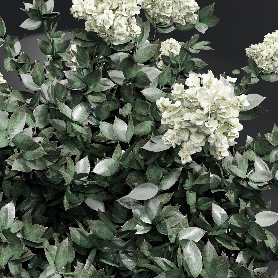 panicle hydrangea model https://p.turbosquid.com/ts-thumb/7S/xMjF6L/JT/rispenhortensie4/jpg/1679991110/1920x1080/fit_q87/1cc8563ac93799ac768a5ac3f3101d07dd22dc72/rispenhortensie4.jpg