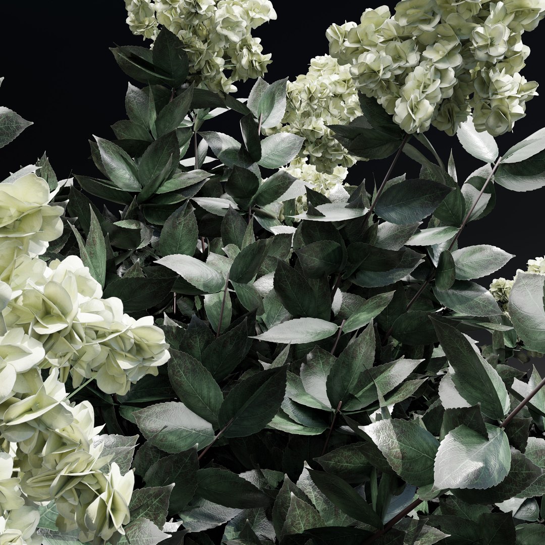 panicle hydrangea model https://p.turbosquid.com/ts-thumb/7S/xMjF6L/kA/rispenhortensie3/jpg/1679991055/1920x1080/fit_q87/c9ad848bb72dcf10b03e454f38aa15f8516c1b72/rispenhortensie3.jpg