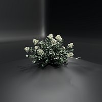 panicle hydrangea